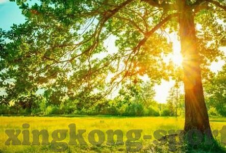 美国对委内瑞拉足球比分-美国与委内瑞拉足球对决,比分背后的体育外交与竞技风云